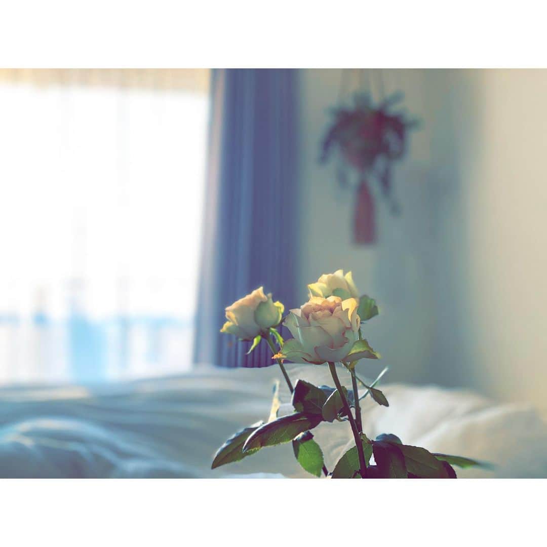 内田朝陽さんのインスタグラム写真 - (内田朝陽Instagram)「朝陽は薔薇の花を使った うっかり女子力が4上がった  #バラ　#rose #room #roomflower #flower #生花」11月9日 20時14分 - asahi_uchida