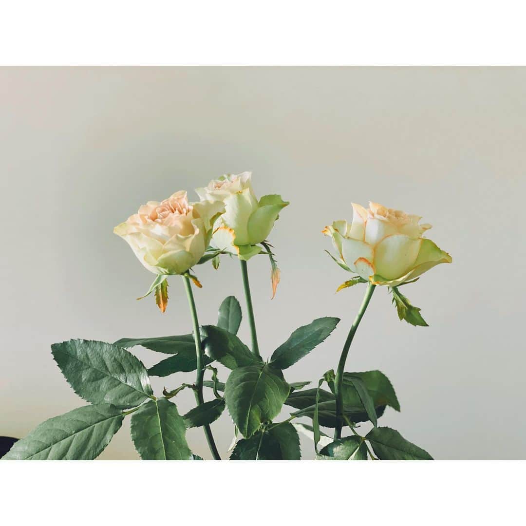 内田朝陽さんのインスタグラム写真 - (内田朝陽Instagram)「朝陽は薔薇の花を使った うっかり女子力が4上がった  #バラ　#rose #room #roomflower #flower #生花」11月9日 20時14分 - asahi_uchida