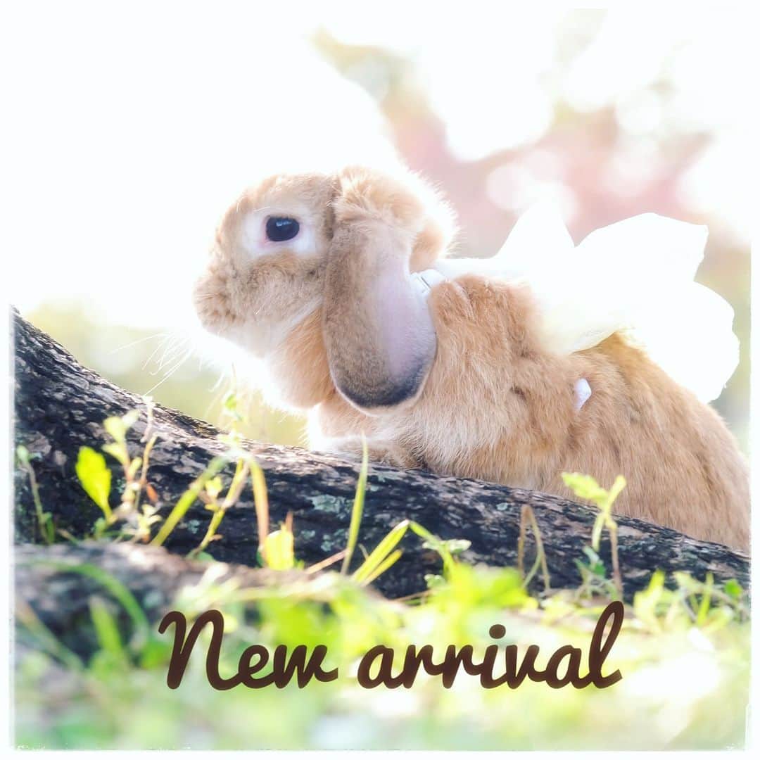 のインスタグラム：「新作のビニールポーチが出来ました！ フリフリするとグリッターがちらばってめっちゃ可愛いんです🥰 カバンにいれて取り出すたびにグリッターの感じがかわるから飽きがこなそう♪ 本日掲載のグッズをハンドメイドサイトminneにてアップさせていただきました✨ 気になった方はぜひみにきてくださいね！  #minne #minneで販売中  #うさぎ #rabbit #bunny #ふわもこ部  #WeeklyFluff #igersjp  #tokyocameraclub #東京カメラ部  #神戸カメラ部  #bunnystagram  #うさぎ部 #ホーランドロップ #hollandlop  #ファインダー越しの私の世界 #art_of_japan #aoj_bokeh」