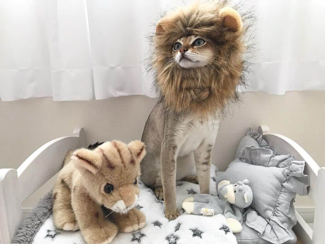 モルト♡Malt(Singapuracat)のインスタグラム：「ガオー🦁❤︎ * ママの趣味に付き合わされる可哀想な子😹お疲れ様です🙇🏼‍♀️ * * しかし顔の大きさに合ってないよね🙊 * この上野動物園で買った子ライオンのぬいぐるみ、お顔がめっちゃ可愛い😽💕」