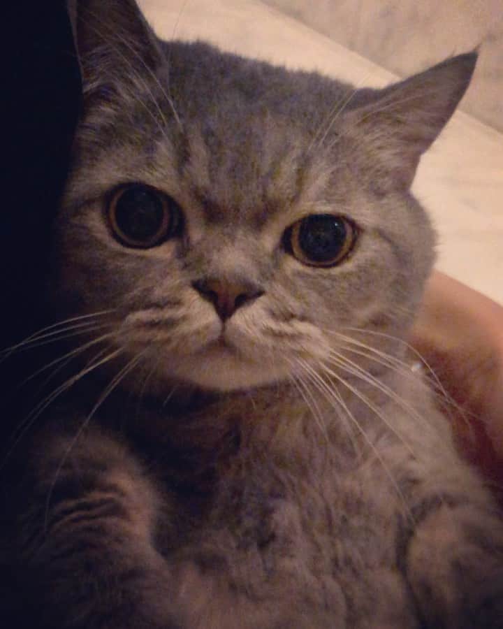 Pancakeのインスタグラム：「here’s a wink 😉 and my fat paw 🐾#catkote #cats #catstagram #catsoninstagram #catsofinstagram #catoftheday #sgcats #pets #petlovers #pancake #petstagram #instacats #thedailykitten  #instagramcats #munchkincats #neko #ねこ #マンチカン」