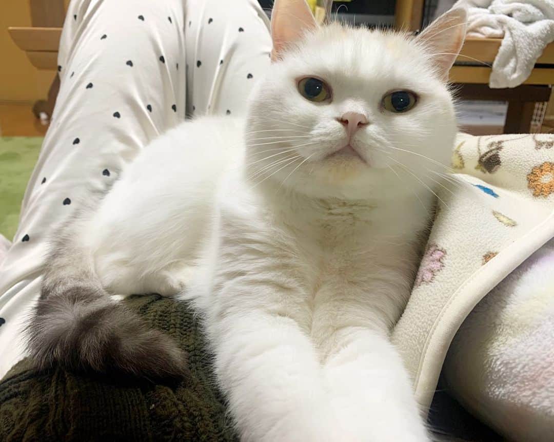 hanaのインスタグラム：「冬になると甘えん坊になるのは　#ねこあるある ？　結構重いし、無理やり乗ってくるけど可愛いから許しちゃう❤︎ ハナちゃんはみんながダメなことでも、大体許される。女子の特権だね🥰 . . . #cat #cats #catlover #cutecats #catsnap #catstagram #ilovemycat #adorble #ig_catclub #cats_of_instagram #kawaii #kawaii_cat #meowbox #bestmeow #fluffy #funnycritters #scottishfold #neko #kitty #ねこ #ねこ部 #ネコ #猫 #スコティッシュフォールド #スコティッシュ #ふわもこ #ふわもこ部」