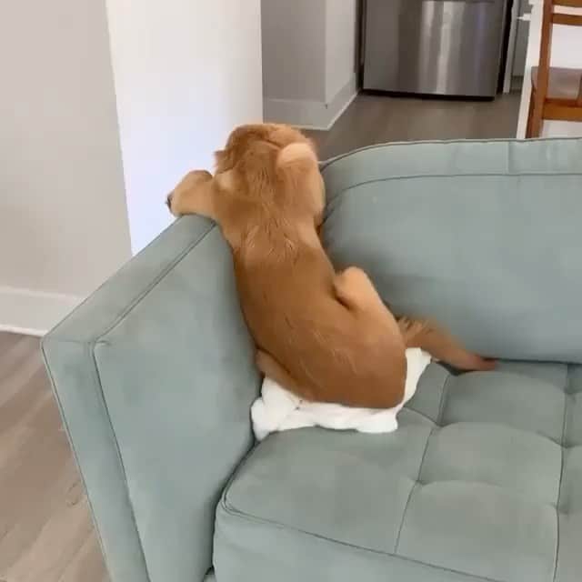 The Critter Havenのインスタグラム：「Me today Video by @miloandoaks  #TheCritterHaven」