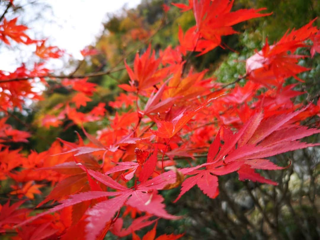 高梨雄平のインスタグラム：「この子と秋保に行ってきました。 紅葉がちょっと始まってました。  #紅葉をもみじって読むの日本って感じで良いなあ」