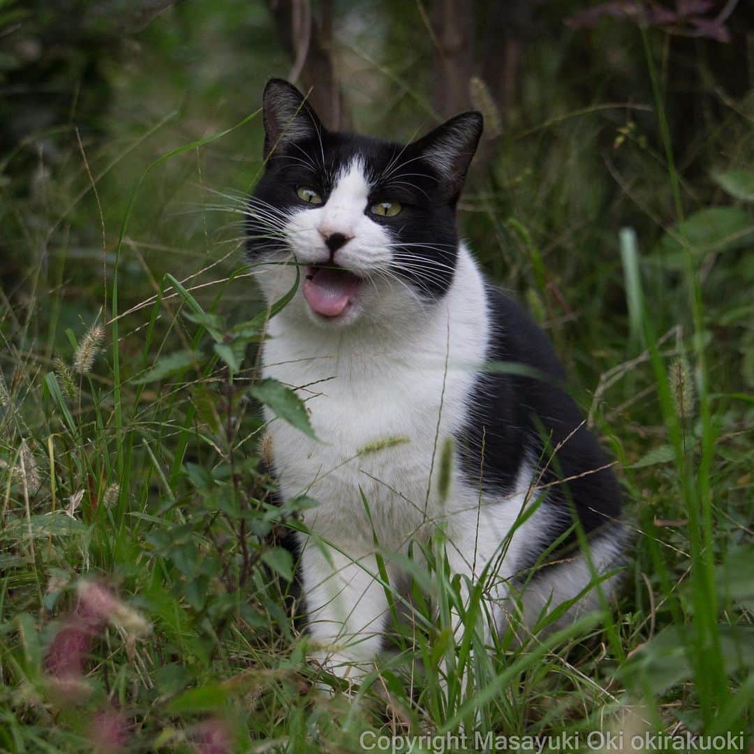 Masayukiさんのインスタグラム写真 - (MasayukiInstagram)「な！  #cat #ねこ」11月9日 22時07分 - okirakuoki