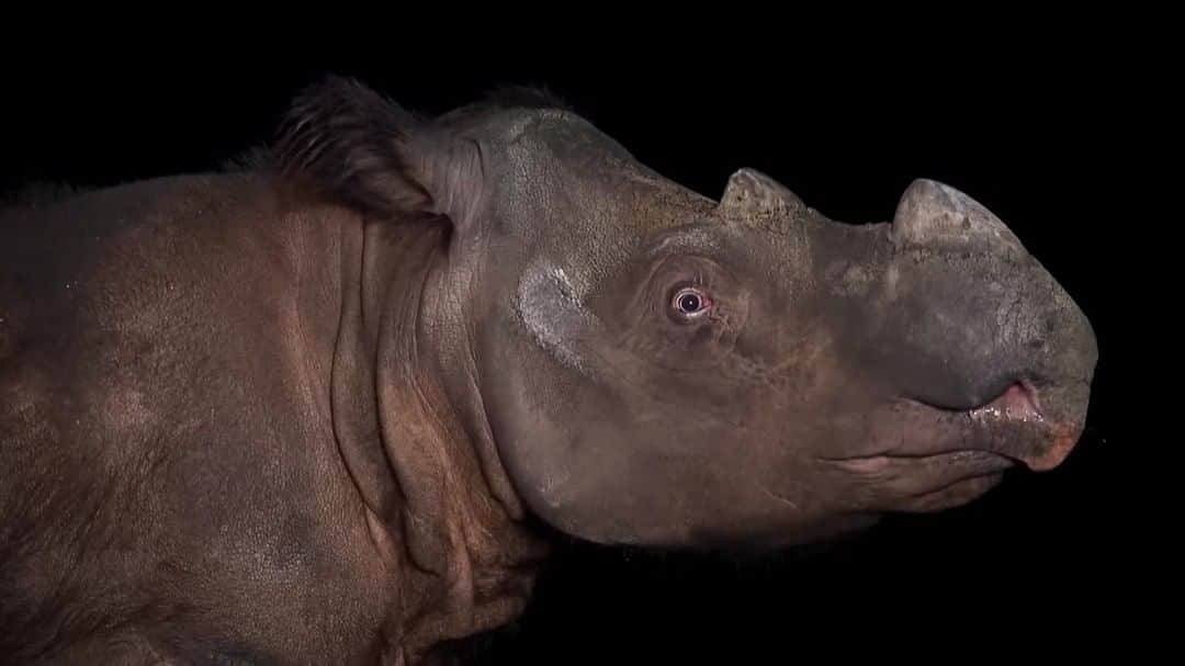ナショナルジオグラフィックのインスタグラム