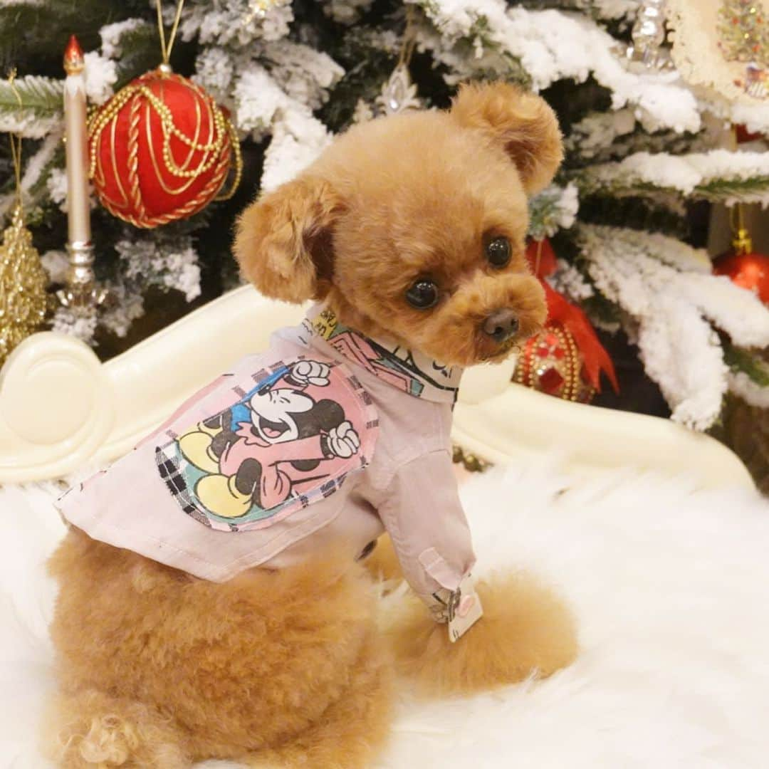 ? Tia ?さんのインスタグラム写真 - (? Tia ?Instagram)「shopping🧸‼️‼️ … … #toypoodle #toypoodlered #toypoodlegram #toypoodlelove #minipoodle #littlepoodle #redpoodle #instadog #adorable #cutest #cutiepie #socute #ilovemydog #トイプードル #littlebear #instapoodle #ティーカッププードル #teacuppoodle #puppilyhills #パピリーヒルズ #littleprincess #instatoypoodle #babyanddog #コドモノ #ベビフル #ig_kidsjapan #ig_kids #forpetsonly #mickeymouse #petaportre」11月9日 23時24分 - tia1101