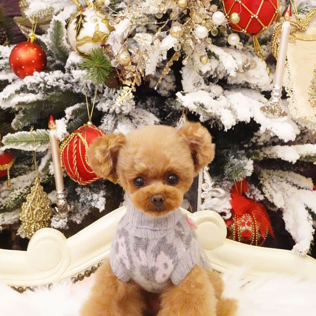 ? Tia ?さんのインスタグラム写真 - (? Tia ?Instagram)「shopping🧸‼️‼️ … … #toypoodle #toypoodlered #toypoodlegram #toypoodlelove #minipoodle #littlepoodle #redpoodle #instadog #adorable #cutest #cutiepie #socute #ilovemydog #トイプードル #littlebear #instapoodle #ティーカッププードル #teacuppoodle #puppilyhills #パピリーヒルズ #littleprincess #instatoypoodle #babyanddog #コドモノ #ベビフル #ig_kidsjapan #ig_kids #forpetsonly #mickeymouse #petaportre」11月9日 23時24分 - tia1101