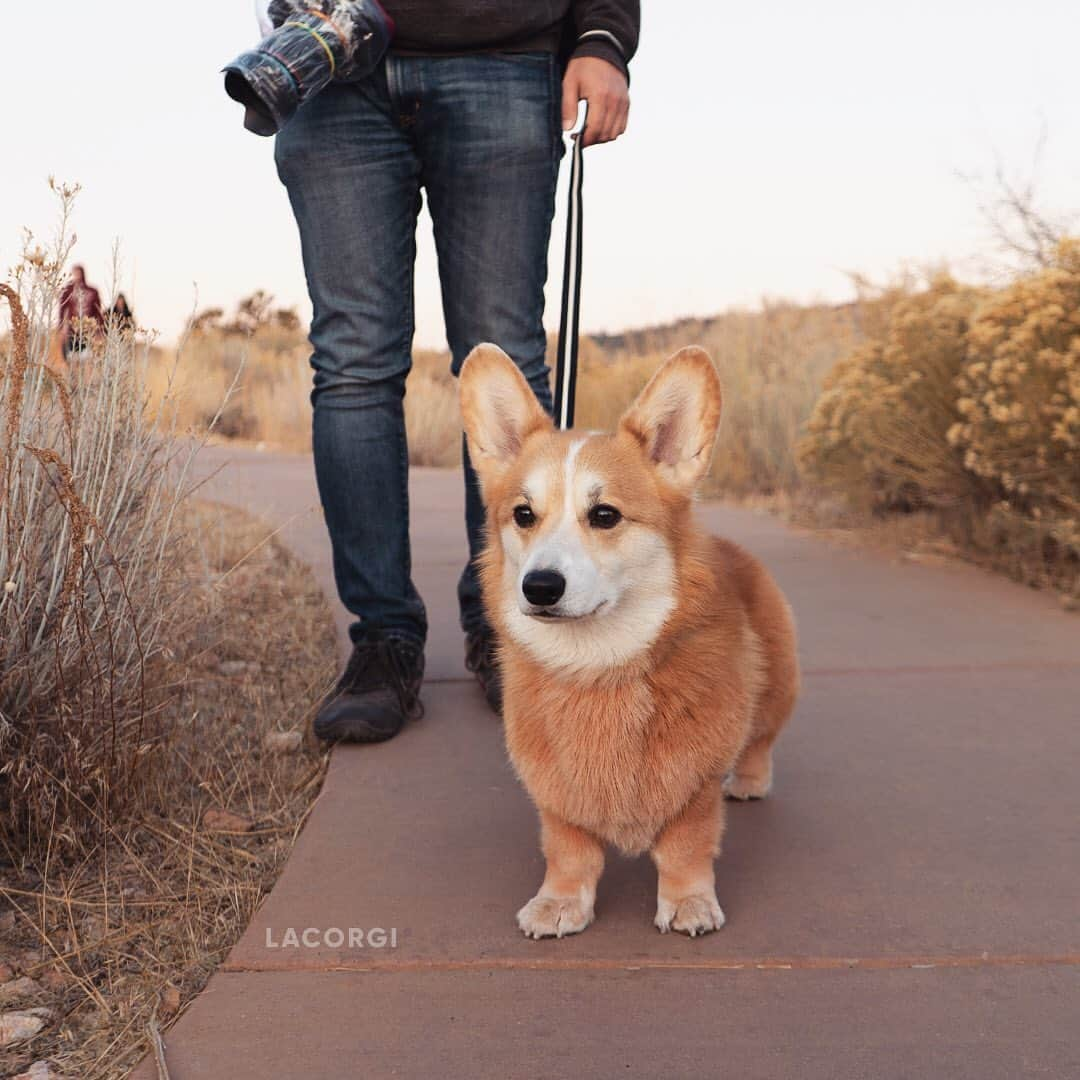 Geordi La Corgiさんのインスタグラム写真 - (Geordi La CorgiInstagram)「Do you guys like my new hair color??」11月10日 2時08分 - lacorgi