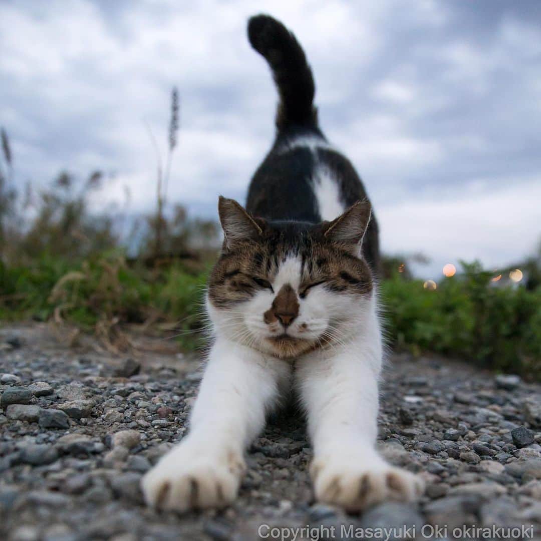 Masayukiさんのインスタグラム写真 - (MasayukiInstagram)「少しやる気だす。  #cat #ねこ」11月10日 11時59分 - okirakuoki
