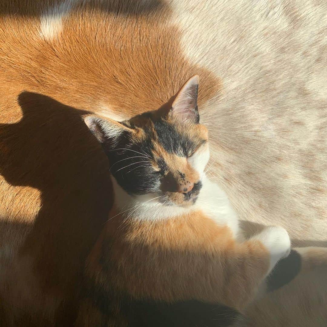 長谷川踏太のインスタグラム：「擬態 #tsukijicat」
