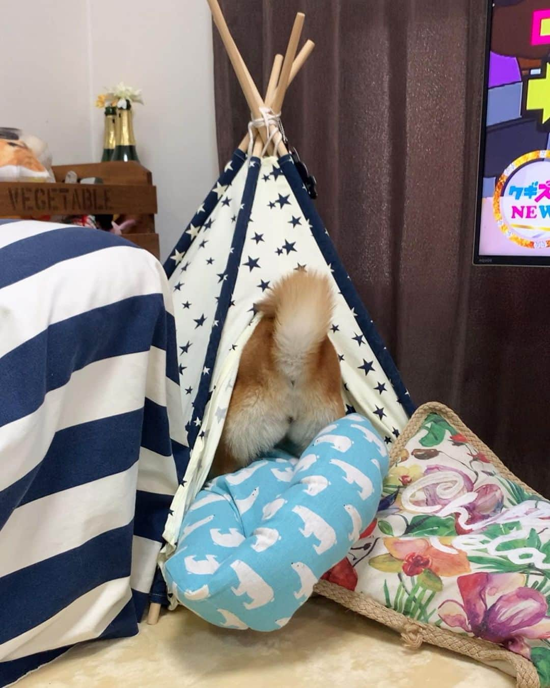 豆柴 サニーちゃんさんのインスタグラム写真 - (豆柴 サニーちゃんInstagram)「. . HELLO〜こんにちわん🐻⛺️🐾 . 🐻ラムたんが 明日おうちにくる〜〜🎶 . さにたんも興奮しているようです😆 . . ホリホリ(短め)からの〜 柴ドリルからの〜 ソファと私の間には挟まりました🌀 . . #サニーの高速ホリホリ #柴ドリル選手権 #shibadrill #すっぽり #ラムたん明日お迎えに行きます #嵐の前の静けさ . #柴犬#豆柴 #赤柴 #まめしばいぬ#まめしば#いぬのきもち#ふわもこ部 #サンデイ#サンデイいぬ組#anicas#shiba_snap #shibainu#shiba#mameshiba#shibastagram #mameshibapuppy#puppylove #豆柴サニーちゃん#豆柴ラムちゃん」11月10日 12時39分 - sunny_rei_32