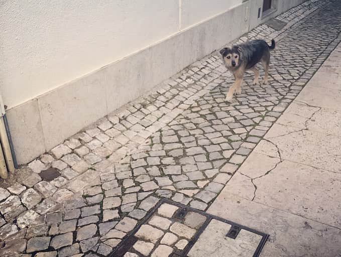 今村沙緒里さんのインスタグラム写真 - (今村沙緒里Instagram)「ポルトガル日記🇵🇹 動物がワイルド。 でも、甘えんぼう☺︎ ・ Animals are wild, but cuute in Portugal❤︎ ・ #portugal #torresvedras #cat #horse #dog #ポルトガル #野生 #でも寄ってきてくれてかわいい」11月10日 13時10分 - saorix13