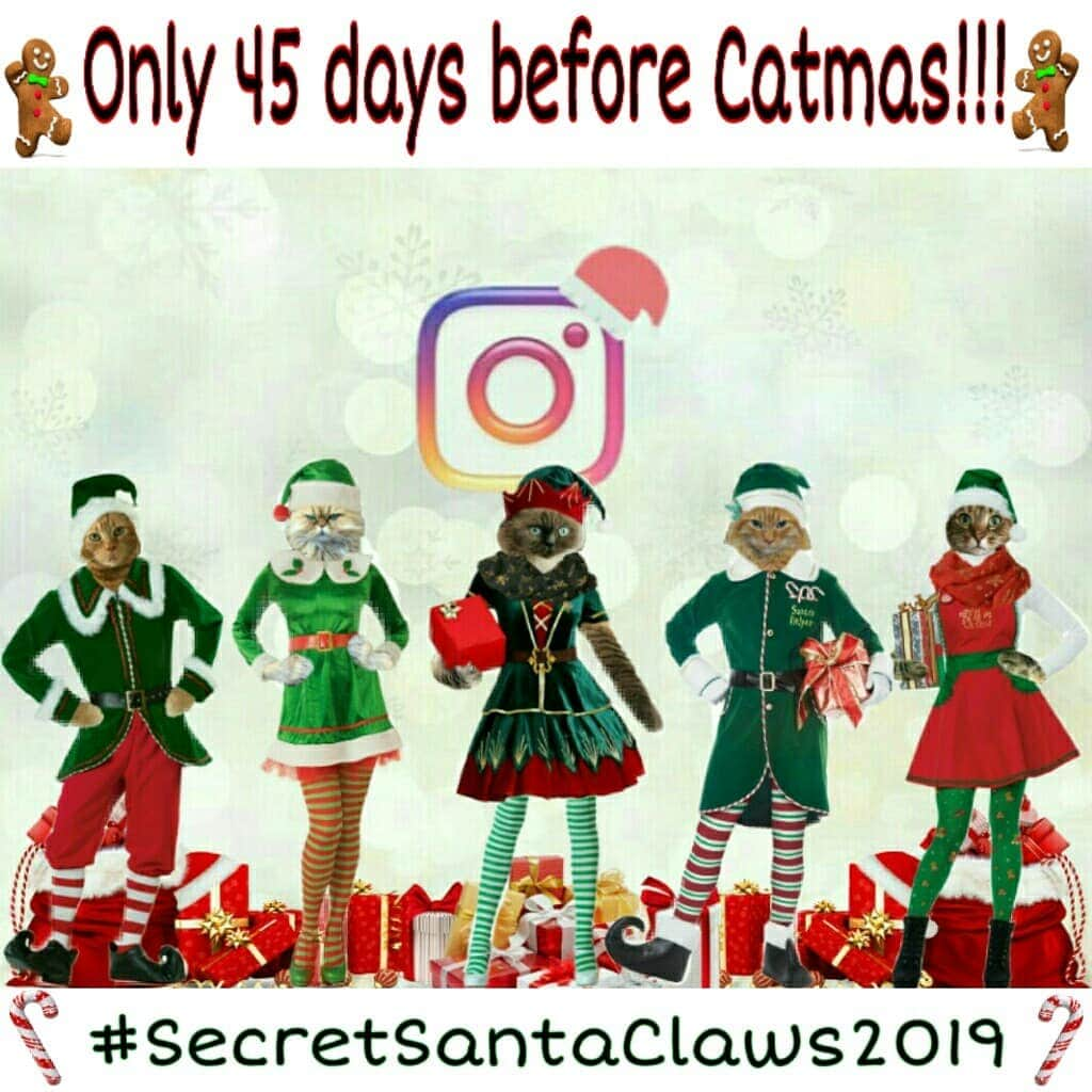 Homer Le Miaou & Nugget La Nugさんのインスタグラム写真 - (Homer Le Miaou & Nugget La NugInstagram)「The time has come!!!😸 Did you know that there is only 45 days before christmas? Since us cats are not spoiled enough, i'm excited to announce that our traditional Secret Santa Claws gift exchange is back: #SecretSantaClaws2019 I know you wanna be part of it so here is how to sign up for it : ***************** • Complete the registration form: the link is in my bio.  Registration ends on november 19. You'll get an email shortly after that, detailing your Secret Santa informations. • Please comment "done" under this post so there is no forgotten ;) • After that, you will have about 10 days to shop and send your presents. Make sure to send your parcel soon enough so it will arrive before christmas! (We all know how post office goes without the holidays, kinda slow!) ⏳🎁⏳ • Please repost this pic or tag some friends to join, you know: "the more, the merrier" hehe!😸 • Don't forget to hashtag your related pics with #SecretSantaClaws2019 so everybody can enjoy them! (It is -CLAWS, not -PAWS. The one finishing with -PAWSis for the D.O.G.S!!!🙉) • After that all you'll have to do is wait for your parcel!!! Also, as a pre gift, we are offering you 10% on all our sponsors goodies: @kingpopothecat super chic bowties and all the cool items from @bewitchedcattoys with the code "CHRISTMASCAT" or @starkravingcat with the code "SRCSANTA19". Link to their shops are on their bio!📍 • You can follow the other hosts of the gift exchange:  @gingergeorgedivasandangels @hyper_n_helios @kingpopothecat @mirlilevy_cats They all are pawesome!💟 Have fun and don't spill the bean until christmas morning!!!🎁🙊🎁」11月10日 5時06分 - homer_le_chat