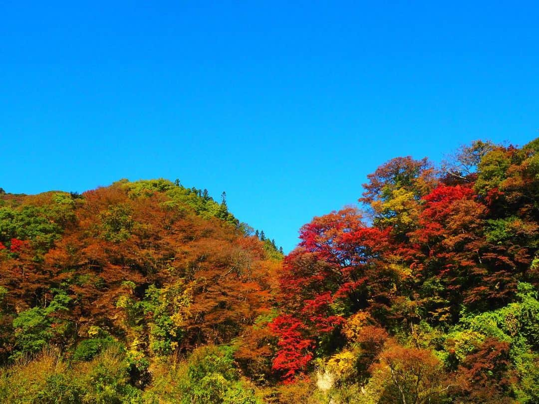 高橋メアリージュンさんのインスタグラム写真 - (高橋メアリージュンInstagram)「🍁」11月10日 7時51分 - maryjuntakahashi