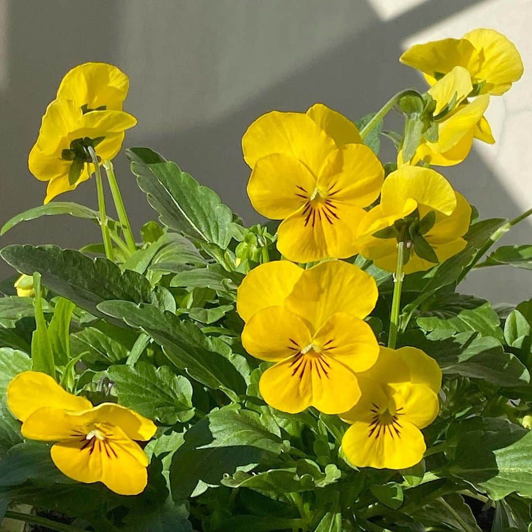奥田恵梨華さんのインスタグラム写真 - (奥田恵梨華Instagram)「うちではグリーンばかりでお花は植えない主義だったんだけど（枯らせちゃうから）、ビオラの苗を4つ頂いたので植えました。ベランダが明るくなったよ。 #ベランダガーデニング #ビオラ #おっさんパンジー #花のある暮らし」11月10日 13時36分 - erikaokuda_official