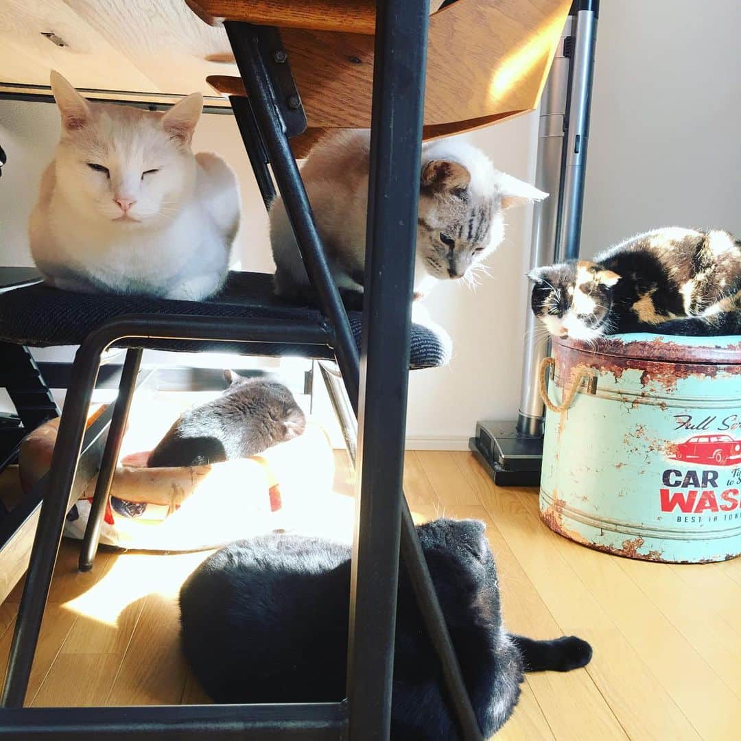 のインスタグラム：「ニャンコ達お家でお利口さんにしてるかな😽」