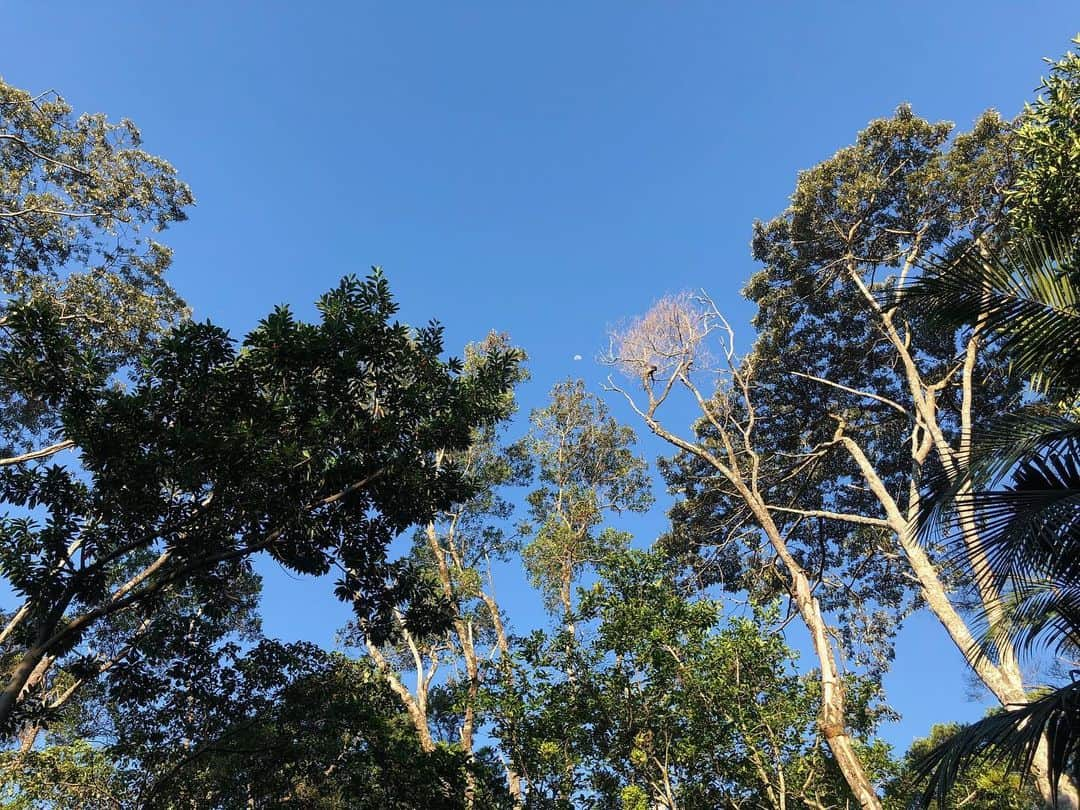 ファイン・フレンジーさんのインスタグラム写真 - (ファイン・フレンジーInstagram)「So easy to just sit and watch the moon rise. Also at dusk the wildlife is so noisy at first I thought it was an alarm going off.  Too much time in cities clearly. So nice to witness true biodiversity in action. The amount of birds was bewildering. So soul-filling. @spicerstamarindretreat」11月10日 8時15分 - alisonsudol