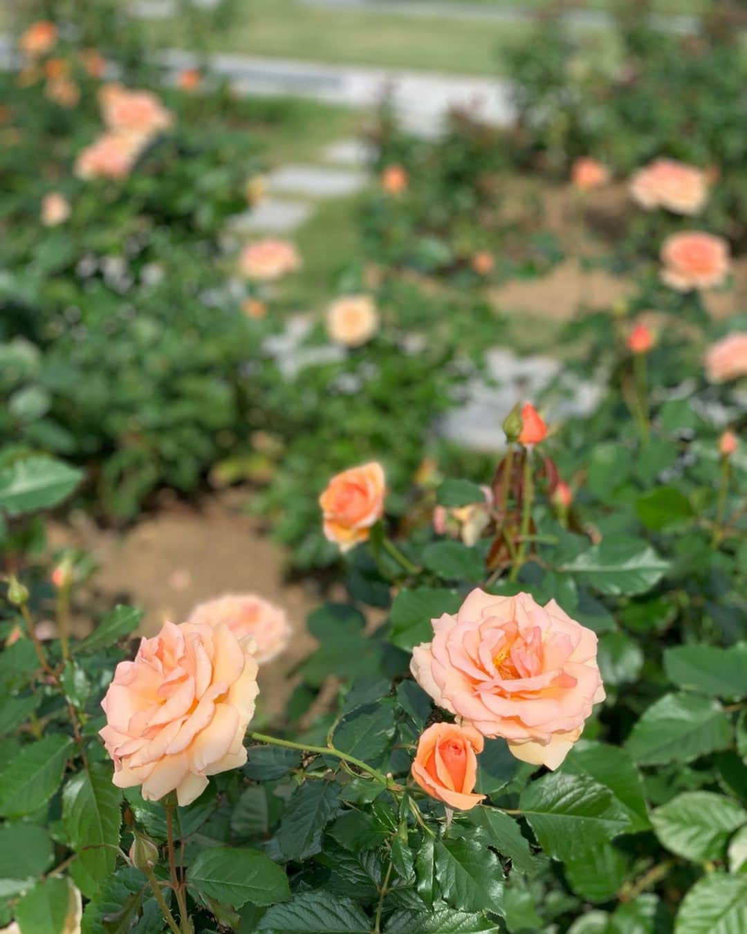 宮田綾子さんのインスタグラム写真 - (宮田綾子Instagram)「ハイヒールLOVERS Ayako⁑  秋薔薇を見に中之島バラ園に行ってきたよ🌹 春ほどは咲いてなかったー🤣 私がバラみたいでしょ、なんつって、笑  鮮やかなオレンジのワンピはオンワード樫山の新ブランド ユーティリズム @utilism_official  ワンピースメインのブランドだよ👗Instagramスタート企画に参加させていただきました♪ ネイビーの可愛いバッグはヴィオラドーロのスエード素材でカジュアルになりすぎない大人トートバッグ @violadoro_official  コンパクトなのにたくさん入って嬉しい💕  #onepiece #utilism  #bag #violadoro  #sneakers #katespade  ___________________★ ___________________﻿﻿﻿﻿ 11/17(日)銀座三越 4階 POPUPショップ lemonplet by CHOYO 13〜14時店頭にいます、来てね！ ___________________★ __________________ #ユーティリズム #ヴィオラドーロ #pr #ハイヒールLOVERS #宮田綾子 #大人コーデ #大人カジュアル #きれいめコーデ #きれいめカジュアル #休日コーデ #中之島 #中之島バラ園 #中之島カフェ #中之島公園 #バラ園 #バラ #薔薇 #rose #flowers #花好き #スニーカーコーデ #スニーカー女子」11月10日 8時26分 - ayako__miyata