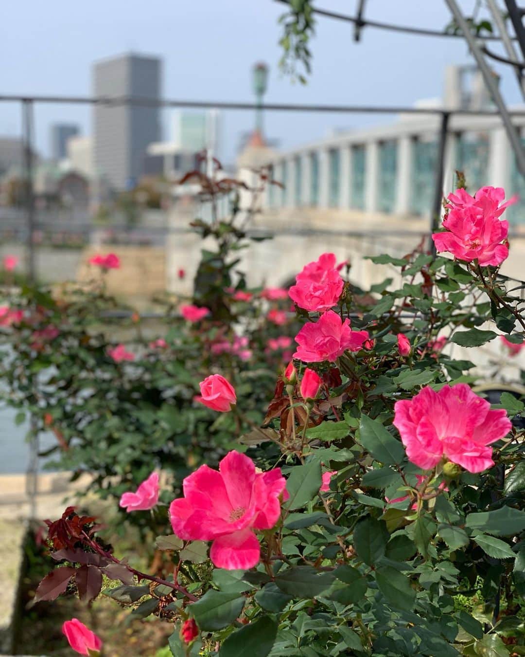 宮田綾子さんのインスタグラム写真 - (宮田綾子Instagram)「ハイヒールLOVERS Ayako⁑  秋薔薇を見に中之島バラ園に行ってきたよ🌹 春ほどは咲いてなかったー🤣 私がバラみたいでしょ、なんつって、笑  鮮やかなオレンジのワンピはオンワード樫山の新ブランド ユーティリズム @utilism_official  ワンピースメインのブランドだよ👗Instagramスタート企画に参加させていただきました♪ ネイビーの可愛いバッグはヴィオラドーロのスエード素材でカジュアルになりすぎない大人トートバッグ @violadoro_official  コンパクトなのにたくさん入って嬉しい💕  #onepiece #utilism  #bag #violadoro  #sneakers #katespade  ___________________★ ___________________﻿﻿﻿﻿ 11/17(日)銀座三越 4階 POPUPショップ lemonplet by CHOYO 13〜14時店頭にいます、来てね！ ___________________★ __________________ #ユーティリズム #ヴィオラドーロ #pr #ハイヒールLOVERS #宮田綾子 #大人コーデ #大人カジュアル #きれいめコーデ #きれいめカジュアル #休日コーデ #中之島 #中之島バラ園 #中之島カフェ #中之島公園 #バラ園 #バラ #薔薇 #rose #flowers #花好き #スニーカーコーデ #スニーカー女子」11月10日 8時26分 - ayako__miyata