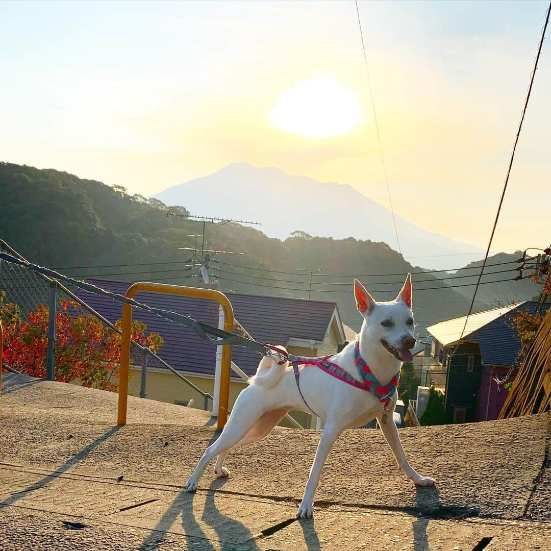 柴犬ハル&保護犬すずのインスタグラム