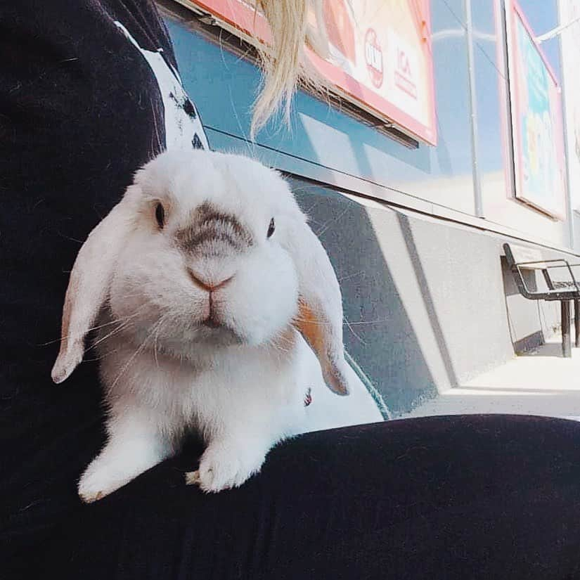 Exempel the bunnyのインスタグラム：「#tb to that time when we waited outside a store whilst my sister and her boyfriend got some new soap bubbles for our photo shoot 🐨💕」