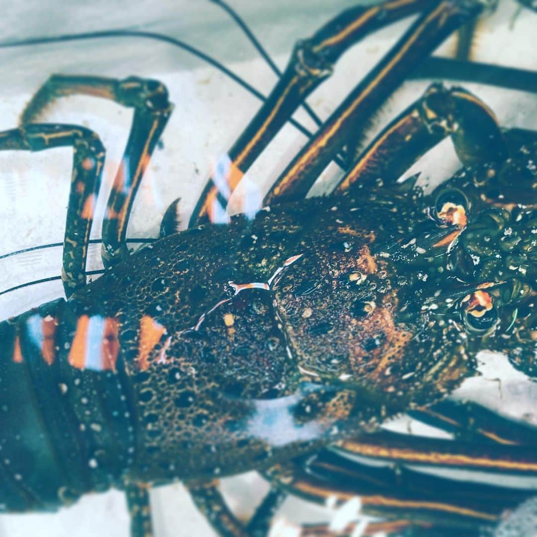 中野敬久さんのインスタグラム写真 - (中野敬久Instagram)「#伊勢えび #市場 #market #lobster #big」11月10日 9時40分 - hirohisanakano