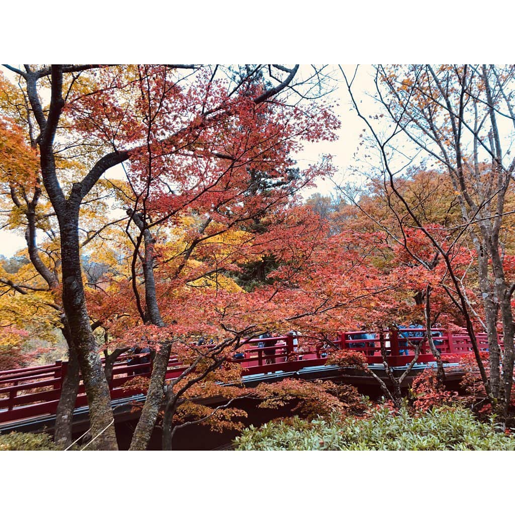 岩間瞳さんのインスタグラム写真 - (岩間瞳Instagram)「【出演します！】 . きょうの#新潟一番サンデープラス に出演します\( ˆoˆ )/ . 紅葉が美しい#弥彦公園 から生中継でお伝えします〜！！ . ちょうど見頃なので 早朝から多くの観光客のみなさんで 賑わっています✨ いや〜紅葉ってやっぱりいいですね！ 心があったかくなります☺️ . 番組はこのあと11時40分から！ ぜひご覧ください！！ （3枚目は初めての#パンダ焼き にはしゃぐわたし...） #新潟一番 #tenyサービス #newbrightproduction #新潟観光 #新潟の紅葉 #弥彦公園もみじ谷 #観月橋 #もみじ狩り #紅葉情報」11月10日 9時54分 - iwama1313