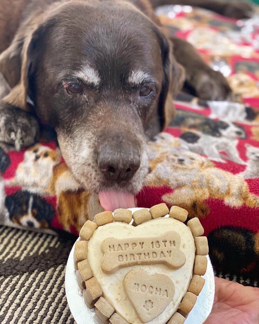 シャーニ・ヴィンソンのインスタグラム：「Today this legend turned 112 in dog years!! He is the true meaning of persistence and determination and never gives up. He continues to live his best life everyday thanks to one special woman, my mum @narellevinson. He became the luckiest dog in the world the day he gained you as a mum! Congratulations on reaching yet another milestone! Happy 16th Birthday Mocha! Today you get to have your cake and eat it too! @noosadogcakes 🎂🎉🎈🐕🎁❤️🎊🍰」