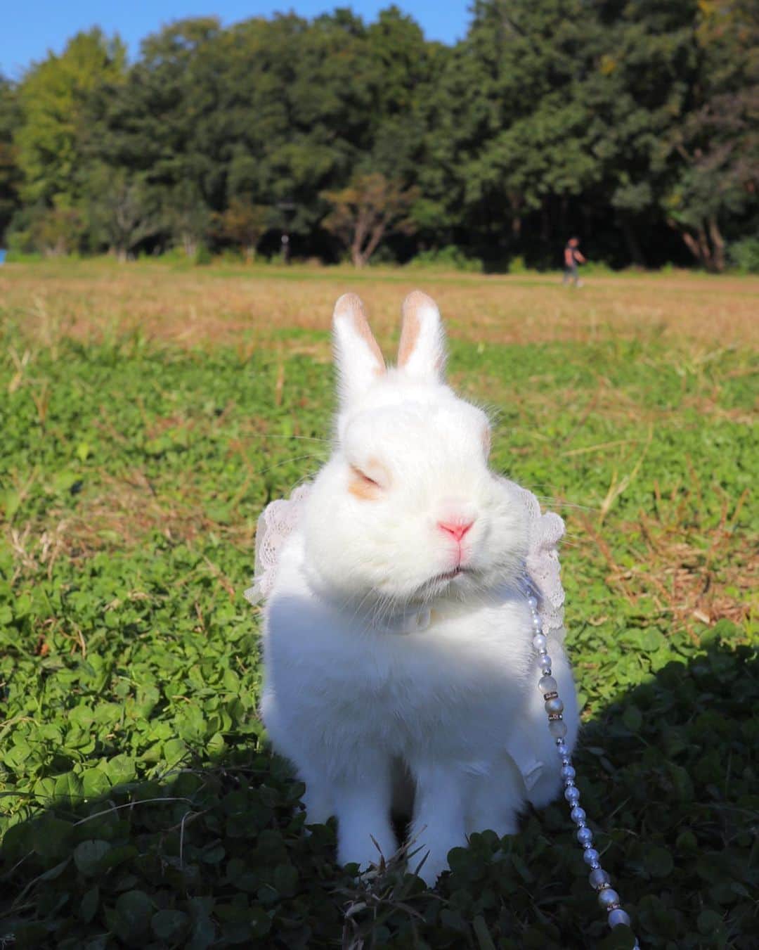 うー & なー ❤️ウチムラさんのインスタグラム写真 - (うー & なー ❤️ウチムラInstagram)「* やる気0😑😑😑 *  #bunny #rabbit  #animal  #動物 #うさぎ #ネザーランドドワーフ #netherlanddwarf #ブロークンオレンジ  #うなっぴ #ニャッピ #ナナ #にゃつ #にゃぴ #うなぎ #canonEOSM100」11月10日 10時08分 - uu_una_mina