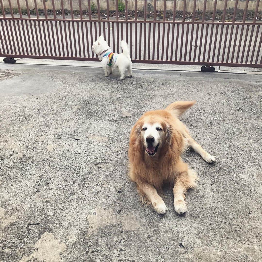Hoykong&Plamuekのインスタグラム：「Good morning Sunday! เช้านี้อากาศดีมากฮับ」