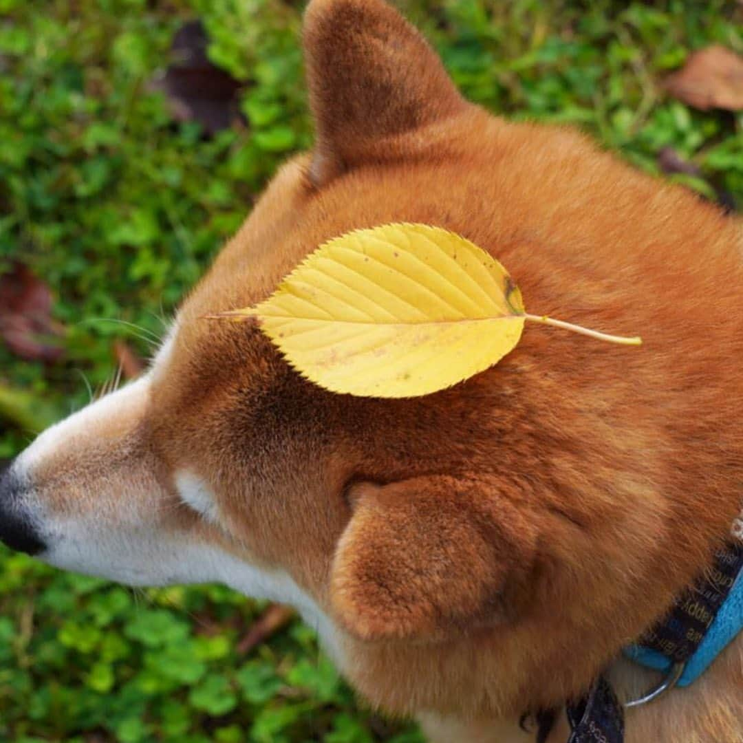 まる（まるたろう）さんのインスタグラム写真 - (まる（まるたろう）Instagram)「Good morning!✨🐶🍂✨今日はパレードの日だよね！お天気で良かったな〜 #いつか根津にも来てくださればいいな☺️ #いい所いっぱいあるもんね #おめでたい #柴犬ドロン」11月10日 10時42分 - marutaro