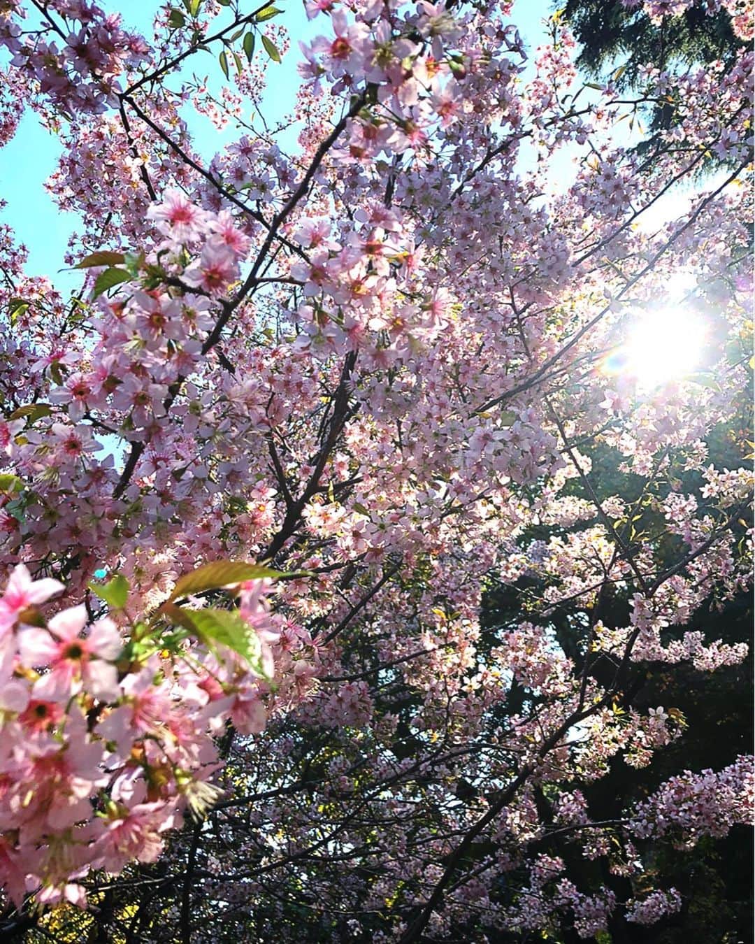 理絵さんのインスタグラム写真 - (理絵Instagram)「去年の11月中旬に咲いていた近所の🌸ヒマラヤ桜(写真1枚目)今年もそろそろ蕾ができているのかな？と見に行ったら  まだまだ💦咲く気配まったく無しで去年の満開だったのが夢か幻だったのではと思ってしまう😲もう少ししたらまた見にこよう  #ヒマラヤ桜 #桜 #sakura #flowers #flower #fiore #꽃 #花 #tokyo #japan」11月10日 10時50分 - ____rie____