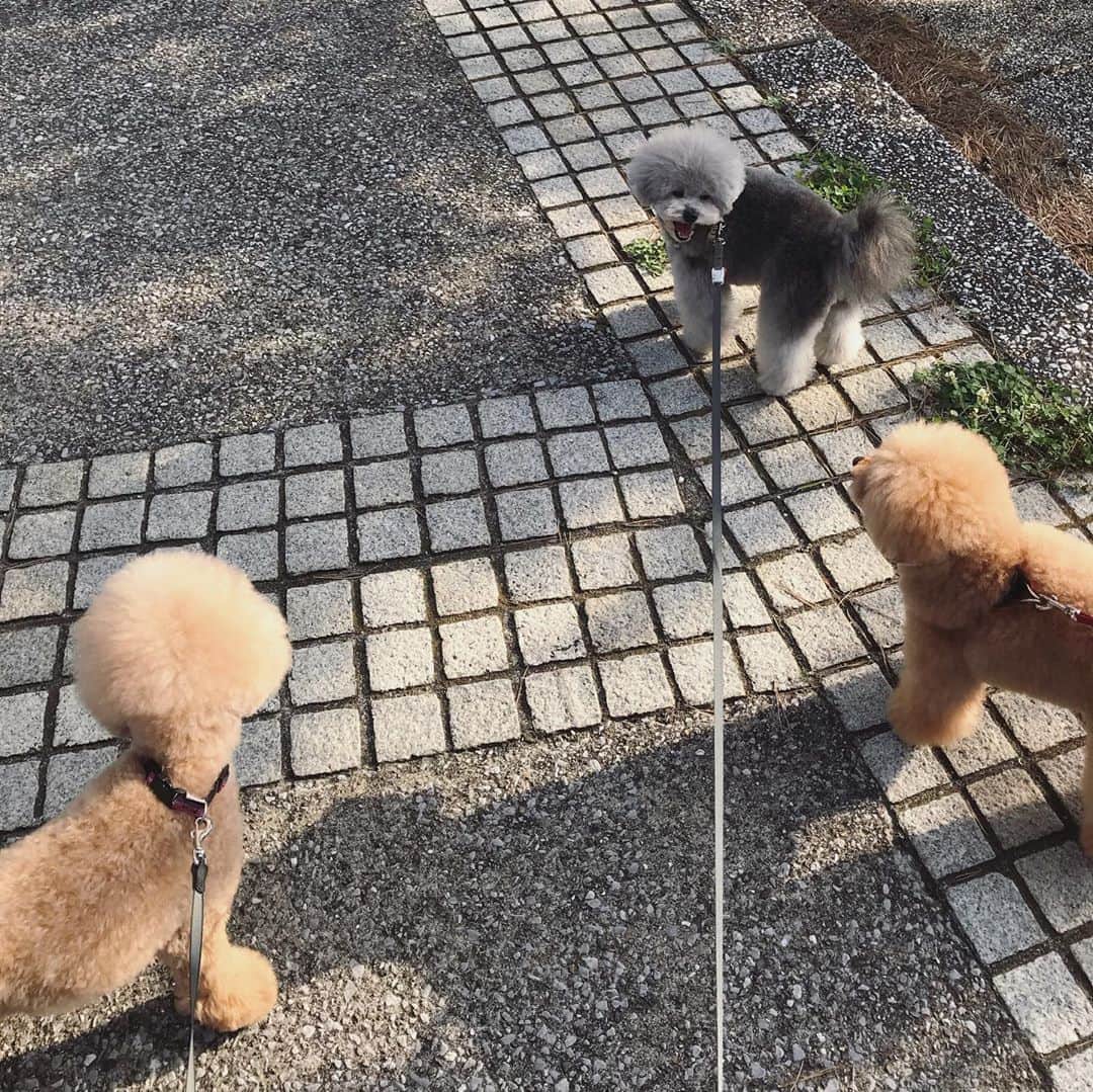 小泉里子さんのインスタグラム写真 - (小泉里子Instagram)「どのお散歩コースでいくか話し合い中w 家の中では大人しいリケさんがお散歩になるとリーダー格。 そのリーダーにただただついて行くだけのトコモモさん。 最後はバテて付いて行くことすらも危うい2匹でした。 #トコリケモモ #岩の上の鳥は本物🦅」11月10日 11時08分 - satokokoizum1