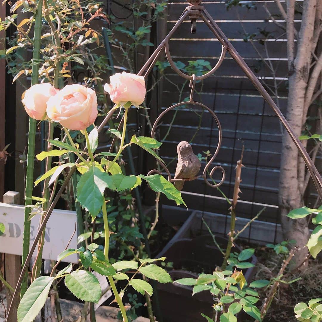 益子直美さんのインスタグラム写真 - (益子直美Instagram)「朝、庭での時間が至福の時。  庭のお手入れをしているとき、むぎタンもウロウロパトロール。 でも、あっという間に終了して、安全な場所でさっさと日向ぼっこ、からの爆睡！  幸せだなぁ。  #幸せだなぁ  #庭 #garden  #至福の時間  #ダイアモンドリリー  #バラ  #リース」11月10日 11時42分 - naomi.masuko