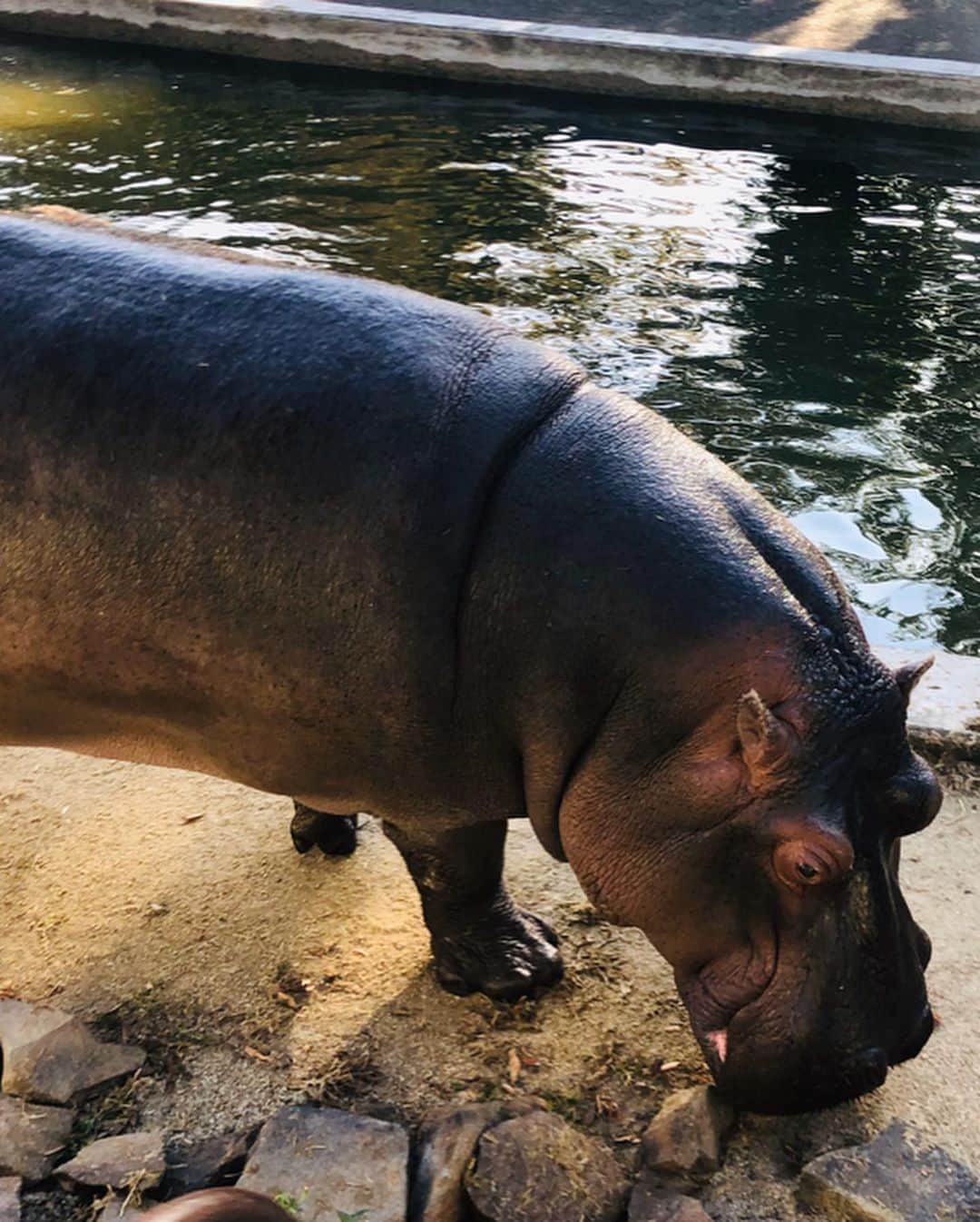 スザンヌさんのインスタグラム写真 - (スザンヌInstagram)「#熊本市動植物園 🐱🦁🐴🦛🐻🎡﻿ ひさびさ閉園間近まで、﻿ あそんだあそんだ💘﻿ ﻿ ほぼ、全部の動物見て回って﻿ （子どもたちいつの間にこんな足腰つよくなったんだろうなぁ、ほんとちょっと前までは疲れたら抱っこ抱っこで、ずーっと抱っこしてた気がするのに😭ありがたさみし🙏）﻿ ﻿ 乗り物も子どもたちだけで乗ったりしてて→これもほんとに成長💕﻿ ﻿ 帰りはさくっとキャサリンズバーのママご飯をみんなで頂いて﻿ （のさったのさった🤤）﻿ 横の桂花ラーメン🍜←今週のラーメン率w ﻿ もぺろっと食べて﻿ ﻿ 19時すぎにはお風呂も終わって﻿ 寝るだけの最高コンディションで﻿ 過ぎてった日曜日🌈﻿ ﻿ 大満足と大充実。﻿ お付き合いしてくれた友達と友達親子に感謝しかないよう🙏﻿ ありがとう！！﻿ 姪っ子は帰りたくないと泣いてまでくれた😂❤️ はぁかわいぃ。﻿ ﻿ わたしも体力戻ってきた気がするし💪←本調子ってやつ！笑﻿ ﻿ 明日からまた頑張ろっっ🌈」11月10日 22時07分 - suzanneeee1028