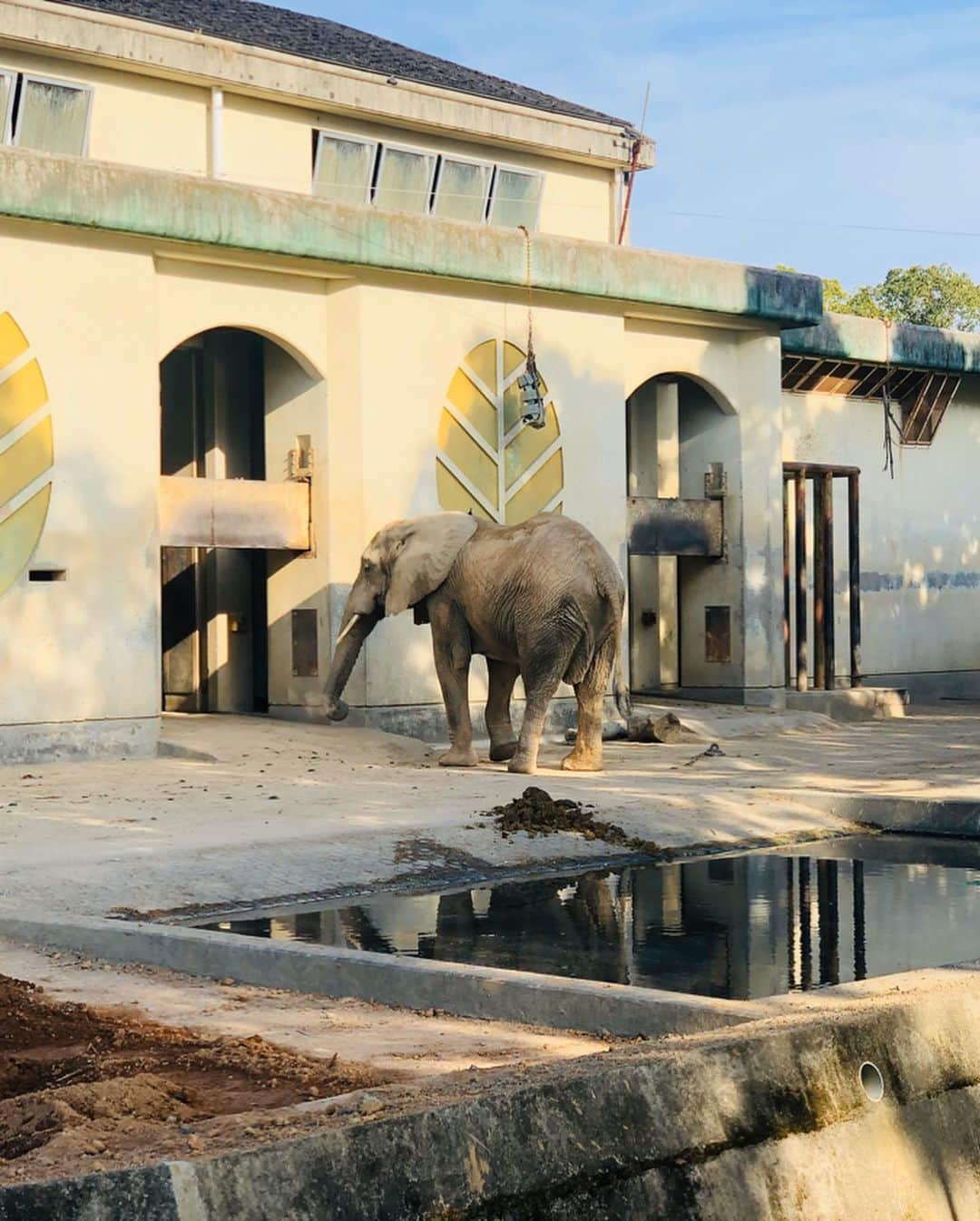 スザンヌさんのインスタグラム写真 - (スザンヌInstagram)「#熊本市動植物園 🐱🦁🐴🦛🐻🎡﻿ ひさびさ閉園間近まで、﻿ あそんだあそんだ💘﻿ ﻿ ほぼ、全部の動物見て回って﻿ （子どもたちいつの間にこんな足腰つよくなったんだろうなぁ、ほんとちょっと前までは疲れたら抱っこ抱っこで、ずーっと抱っこしてた気がするのに😭ありがたさみし🙏）﻿ ﻿ 乗り物も子どもたちだけで乗ったりしてて→これもほんとに成長💕﻿ ﻿ 帰りはさくっとキャサリンズバーのママご飯をみんなで頂いて﻿ （のさったのさった🤤）﻿ 横の桂花ラーメン🍜←今週のラーメン率w ﻿ もぺろっと食べて﻿ ﻿ 19時すぎにはお風呂も終わって﻿ 寝るだけの最高コンディションで﻿ 過ぎてった日曜日🌈﻿ ﻿ 大満足と大充実。﻿ お付き合いしてくれた友達と友達親子に感謝しかないよう🙏﻿ ありがとう！！﻿ 姪っ子は帰りたくないと泣いてまでくれた😂❤️ はぁかわいぃ。﻿ ﻿ わたしも体力戻ってきた気がするし💪←本調子ってやつ！笑﻿ ﻿ 明日からまた頑張ろっっ🌈」11月10日 22時07分 - suzanneeee1028