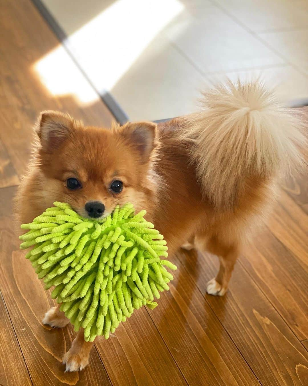 雛月乙葉さんのインスタグラム写真 - (雛月乙葉Instagram)「・ エンドレスで投げて欲しい子🐾 ⠀ ⠀ 実家に帰ると熱烈大歓迎ジャンピング犬祭りをしてくれます😂🐾🐾 ⠀ ⠀ #ポメラニアン#愛犬#お犬様#可愛い#癒し」11月10日 22時07分 - h.ayano.m