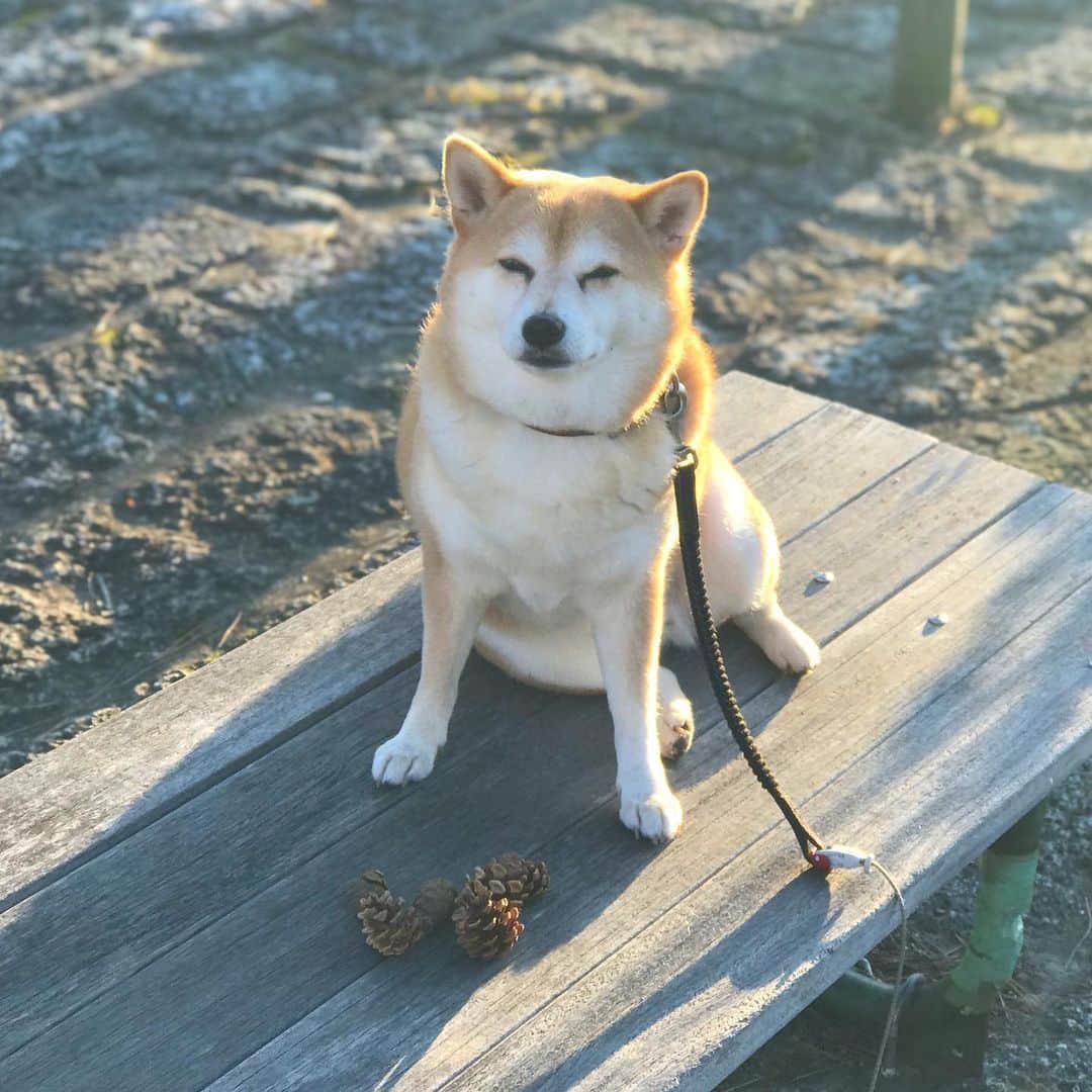マル子のインスタグラム：「今日はあさんぽで松ぼっくりと記念撮影🍂  そしてバイト前に今日から始まった @days386 のSunday Morningを食べて  夕方前に#うみのホテル の大浴場の葉山町民無料開放に行って来た！ #景色がヤバかった  #マル子  #days386」