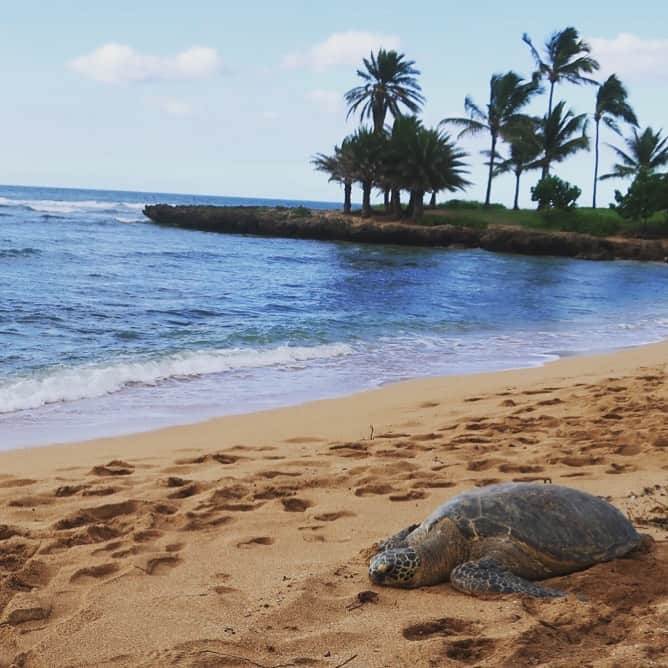 芝咲美穂さんのインスタグラム写真 - (芝咲美穂Instagram)「ウミガメと念願の対面💓🐢 #hawaii#aliibeach #aliibeachpark #haleiwatown #seaturtle #oahu #アリイビーチ」11月10日 16時18分 - miho_shibasaki