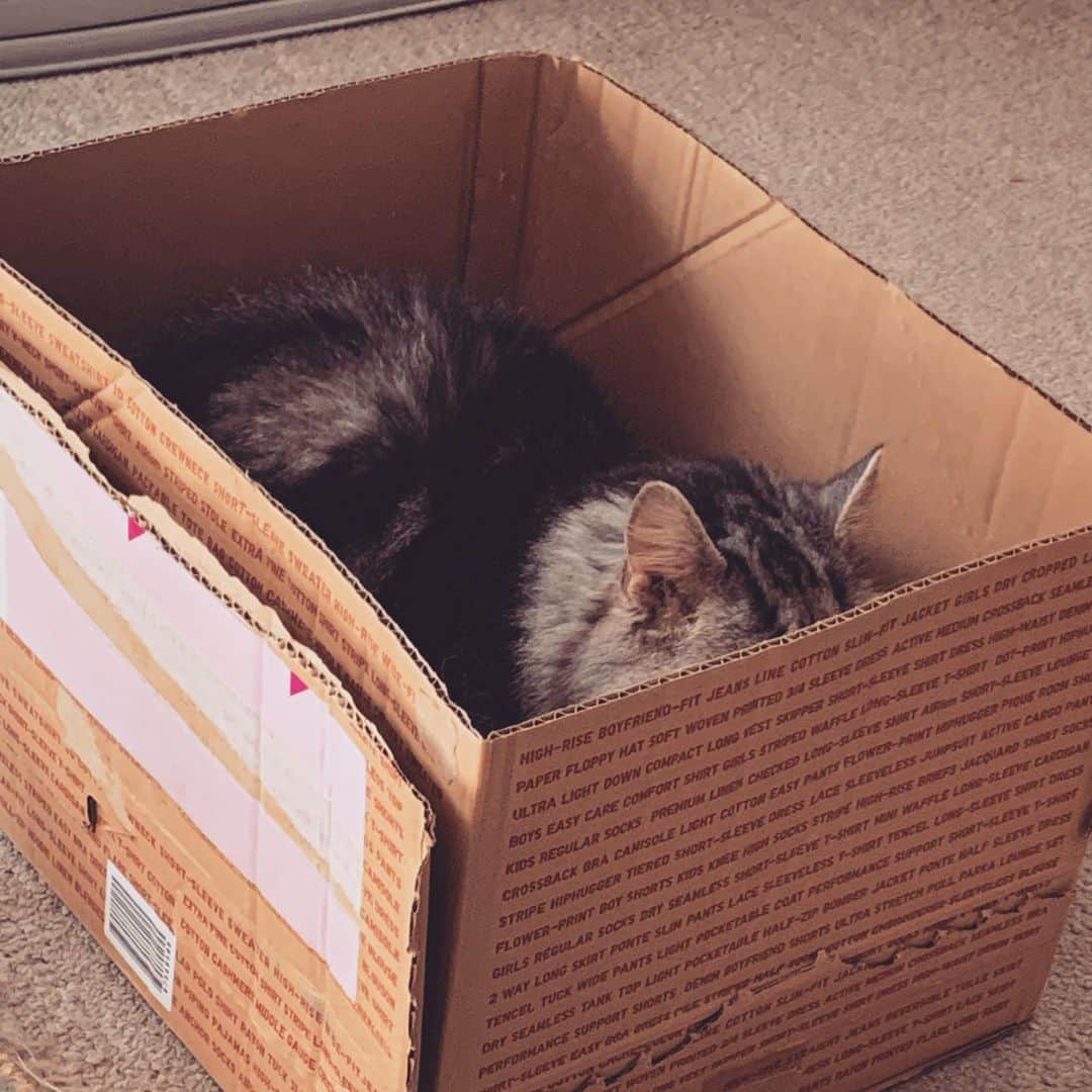 奥山レイカのインスタグラム：「ユニクロの箱がお気に入りです📦 #はこねこ #ねこすたぐらむ #ネコ #cat #ユニクロの箱が一番好き」