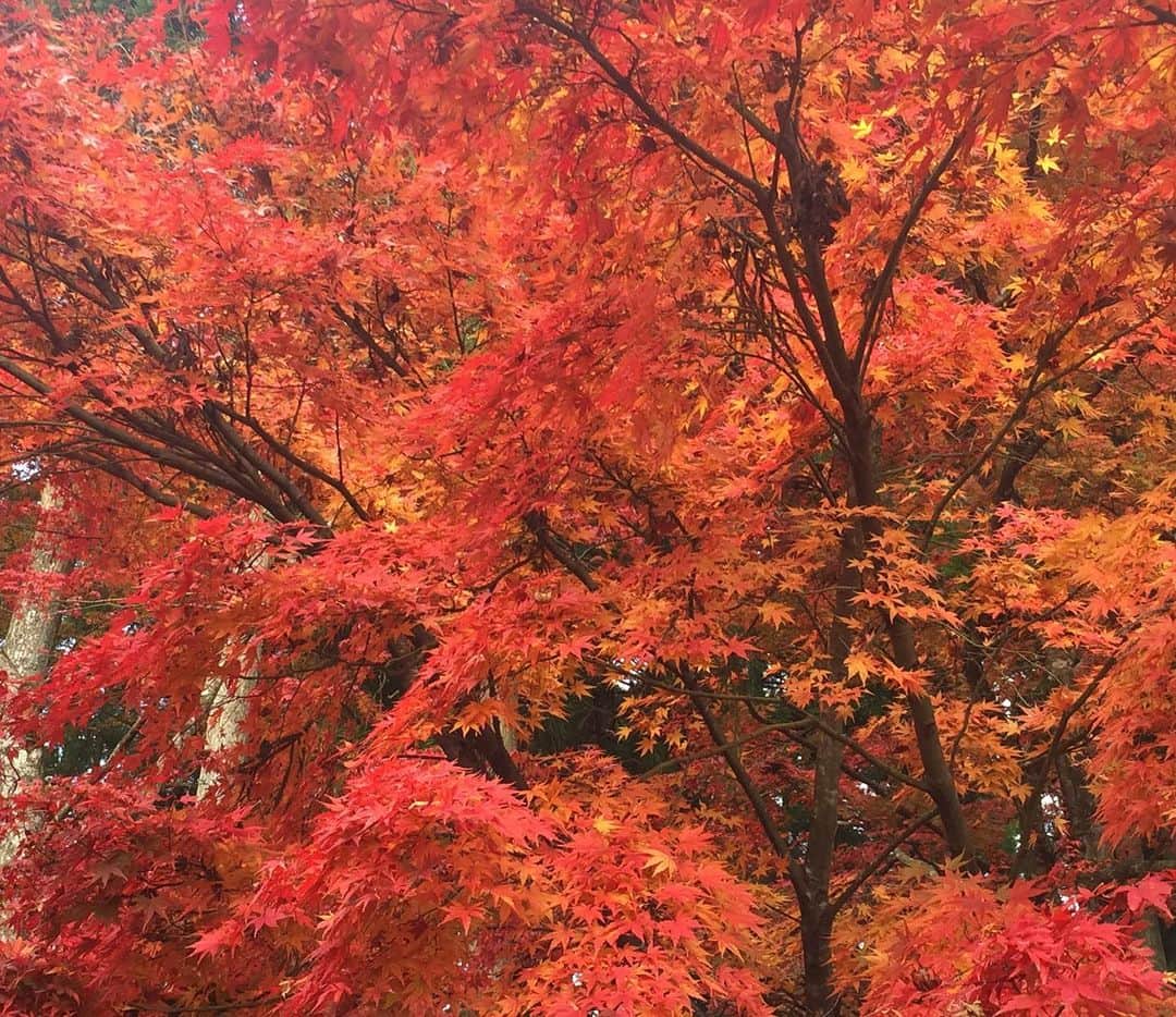 進藤やす子さんのインスタグラム写真 - (進藤やす子Instagram)「ひとつ前の投稿の続きです。 . 今年は比叡山に行ったのが10月頭だったので木々もまだ青々としていましたが、2年前は11月に行ったのでこんな感じで（1〜3枚目）紅葉がとても綺麗だったんです🍁 . 比叡山は東塔、西塔、横川という3つのエリアがあり、それぞれにいくつかの寺院があるので全部を回るのは1日がかり。2年前は東塔エリアの一部と西塔エリアに行ったのち坂本ケーブルに乗るため延暦寺駅へ。この駅舎がレトロで観るのが楽しいので古い建築好きなら時間に余裕を持って訪れて欲しい！（5〜7枚目）そしてケーブルで下山して、全国3800余の日吉、日枝、山王神社の総本山 #日吉大社 ⛩へ（写真8、9枚目）。こちらでもまた #ロテルド比叡 宿泊者限定特典があって、拝殿で厄払い祈祷してもらえるんです。延暦寺と日吉大社、お寺と神社両方で厄払いが体験できるプラン、気になる方は #比叡山やくばらい散歩 で調べてみてくださいね☺️ . ちなみに今年はちょっと遠くて行けずじまいだった横川エリアと東塔エリアを隈なく回れて大満足。横川中堂はそれこそ紅葉がとても綺麗な場所らしいのでこの時期に行かれる方は是非！ . . あ、4枚目に唐突に入れた写真は4年半前、根本中堂の10年に渡る大改修が始まる前の時のもの。まだ7年くらいかかるけど改修後にまた行きたい！その時は横川中堂で写経もしたいなぁ。すごく厳かな場所でできるの。 . . . #比叡山 #比叡山延暦寺 #ロテルド比叡 @hoshinoresort_hotelhiei  #星野リゾート #hoshinoresorts @hoshinoresorts.official  #日吉大社 #七五三」11月10日 17時33分 - yasukoshindo