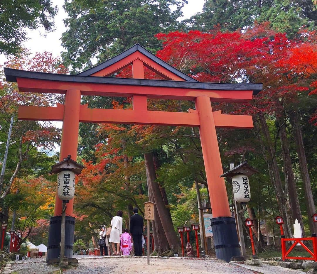 進藤やす子さんのインスタグラム写真 - (進藤やす子Instagram)「ひとつ前の投稿の続きです。 . 今年は比叡山に行ったのが10月頭だったので木々もまだ青々としていましたが、2年前は11月に行ったのでこんな感じで（1〜3枚目）紅葉がとても綺麗だったんです🍁 . 比叡山は東塔、西塔、横川という3つのエリアがあり、それぞれにいくつかの寺院があるので全部を回るのは1日がかり。2年前は東塔エリアの一部と西塔エリアに行ったのち坂本ケーブルに乗るため延暦寺駅へ。この駅舎がレトロで観るのが楽しいので古い建築好きなら時間に余裕を持って訪れて欲しい！（5〜7枚目）そしてケーブルで下山して、全国3800余の日吉、日枝、山王神社の総本山 #日吉大社 ⛩へ（写真8、9枚目）。こちらでもまた #ロテルド比叡 宿泊者限定特典があって、拝殿で厄払い祈祷してもらえるんです。延暦寺と日吉大社、お寺と神社両方で厄払いが体験できるプラン、気になる方は #比叡山やくばらい散歩 で調べてみてくださいね☺️ . ちなみに今年はちょっと遠くて行けずじまいだった横川エリアと東塔エリアを隈なく回れて大満足。横川中堂はそれこそ紅葉がとても綺麗な場所らしいのでこの時期に行かれる方は是非！ . . あ、4枚目に唐突に入れた写真は4年半前、根本中堂の10年に渡る大改修が始まる前の時のもの。まだ7年くらいかかるけど改修後にまた行きたい！その時は横川中堂で写経もしたいなぁ。すごく厳かな場所でできるの。 . . . #比叡山 #比叡山延暦寺 #ロテルド比叡 @hoshinoresort_hotelhiei  #星野リゾート #hoshinoresorts @hoshinoresorts.official  #日吉大社 #七五三」11月10日 17時33分 - yasukoshindo