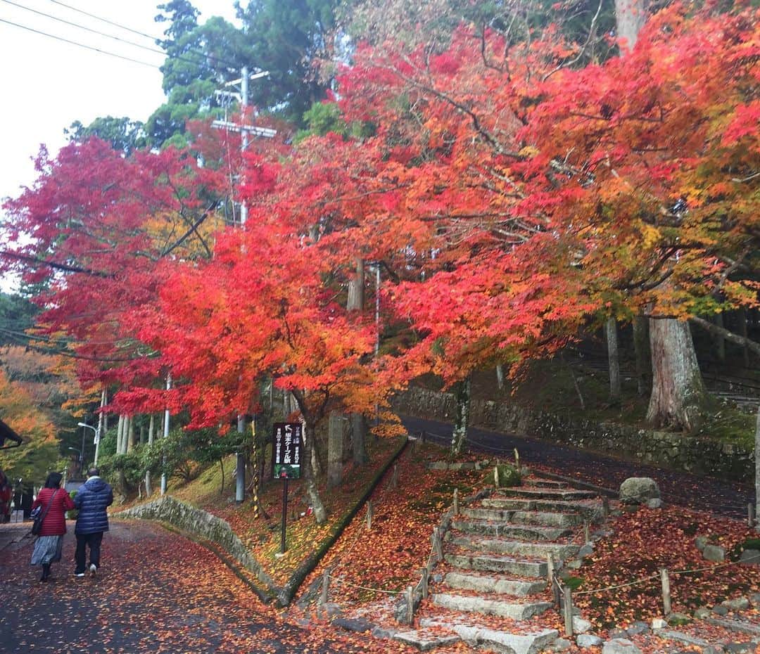 のインスタグラム：「ひとつ前の投稿の続きです。 . 今年は比叡山に行ったのが10月頭だったので木々もまだ青々としていましたが、2年前は11月に行ったのでこんな感じで（1〜3枚目）紅葉がとても綺麗だったんです🍁 . 比叡山は東塔、西塔、横川という3つのエリアがあり、それぞれにいくつかの寺院があるので全部を回るのは1日がかり。2年前は東塔エリアの一部と西塔エリアに行ったのち坂本ケーブルに乗るため延暦寺駅へ。この駅舎がレトロで観るのが楽しいので古い建築好きなら時間に余裕を持って訪れて欲しい！（5〜7枚目）そしてケーブルで下山して、全国3800余の日吉、日枝、山王神社の総本山 #日吉大社 ⛩へ（写真8、9枚目）。こちらでもまた #ロテルド比叡 宿泊者限定特典があって、拝殿で厄払い祈祷してもらえるんです。延暦寺と日吉大社、お寺と神社両方で厄払いが体験できるプラン、気になる方は #比叡山やくばらい散歩 で調べてみてくださいね☺️ . ちなみに今年はちょっと遠くて行けずじまいだった横川エリアと東塔エリアを隈なく回れて大満足。横川中堂はそれこそ紅葉がとても綺麗な場所らしいのでこの時期に行かれる方は是非！ . . あ、4枚目に唐突に入れた写真は4年半前、根本中堂の10年に渡る大改修が始まる前の時のもの。まだ7年くらいかかるけど改修後にまた行きたい！その時は横川中堂で写経もしたいなぁ。すごく厳かな場所でできるの。 . . . #比叡山 #比叡山延暦寺 #ロテルド比叡 @hoshinoresort_hotelhiei  #星野リゾート #hoshinoresorts @hoshinoresorts.official  #日吉大社 #七五三」