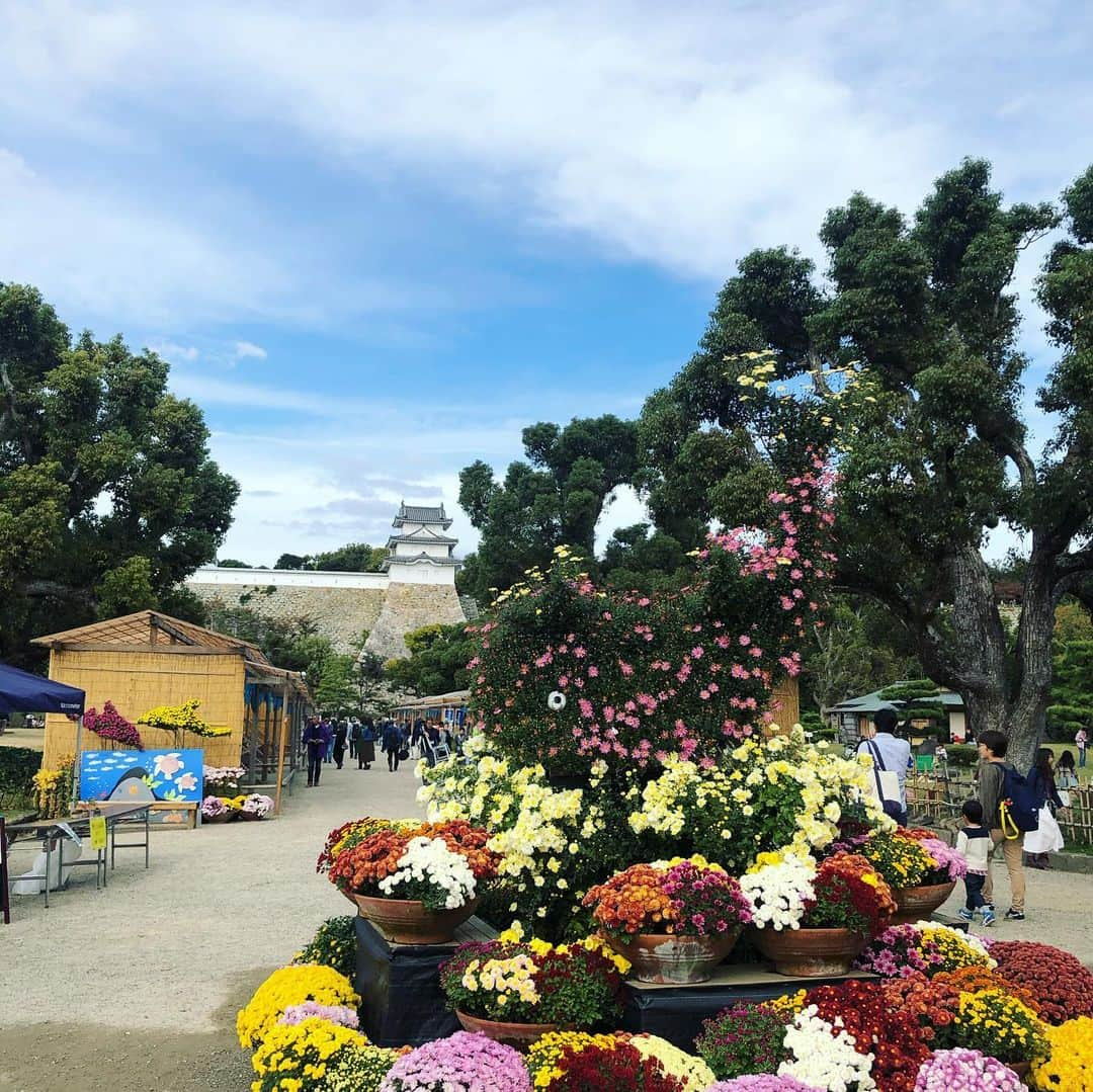 望月理恵さんのインスタグラム写真 - (望月理恵Instagram)「菊花展覧会に行ってきました。 場所は明石公園。 明石城にあります。  実は姫路城より広い。 上から見ると、ですけど。 の旗に笑ってしまいました🤣 #明石城 #姫路城と張り合ってます🤣」11月10日 18時02分 - mochiee28