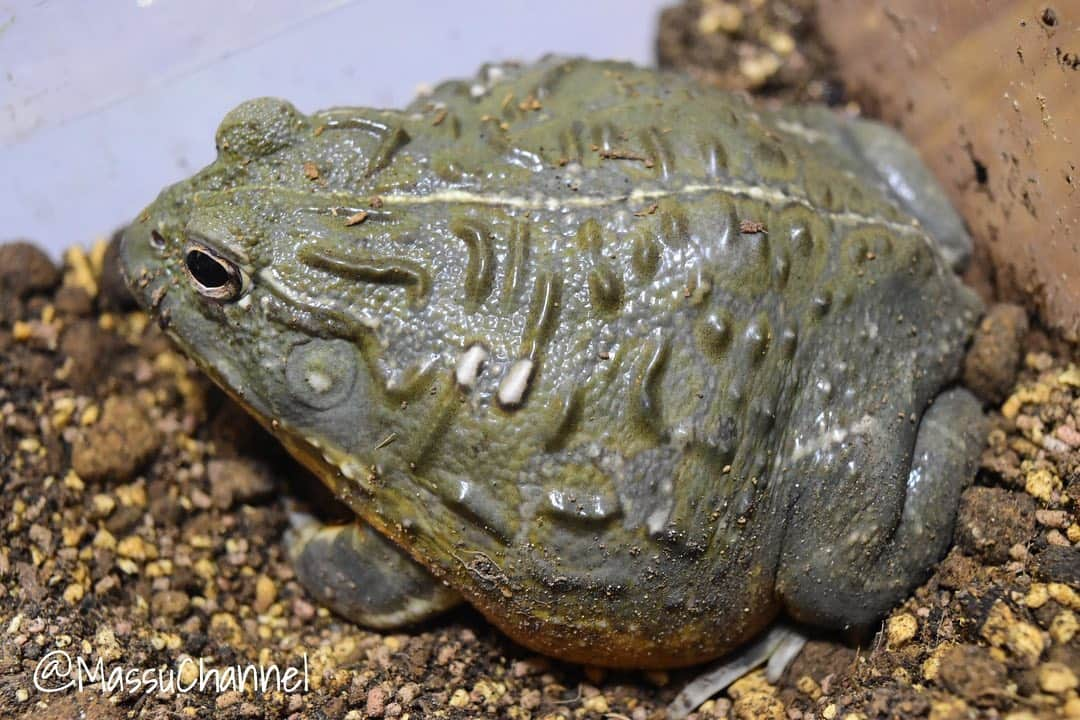 まっすーのインスタグラム：「#アフリカウシガエル #ウシガエル #カエル #生物 #動物 #たぷたぷ #frogs #animals #pets」