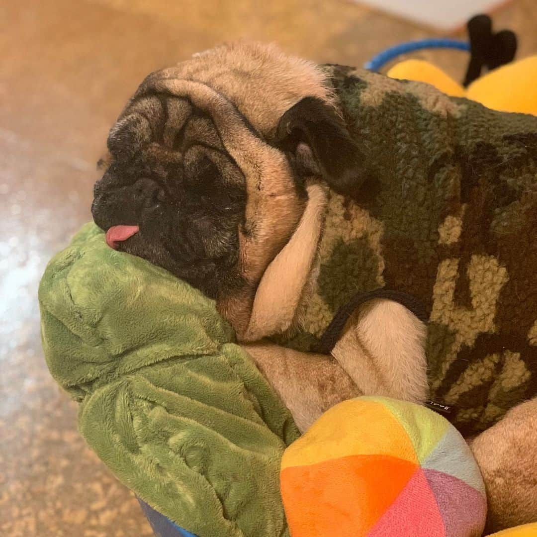 gontaさんのインスタグラム写真 - (gontaInstagram)「Good night on Sunday night😊#keelyafternoontea #Gonta2#speakpug #smilingpugs #pugjapan #pug #love #pugsofinstagram #zerozeropug #pugshit #worldofpug」11月10日 18時22分 - gehhah