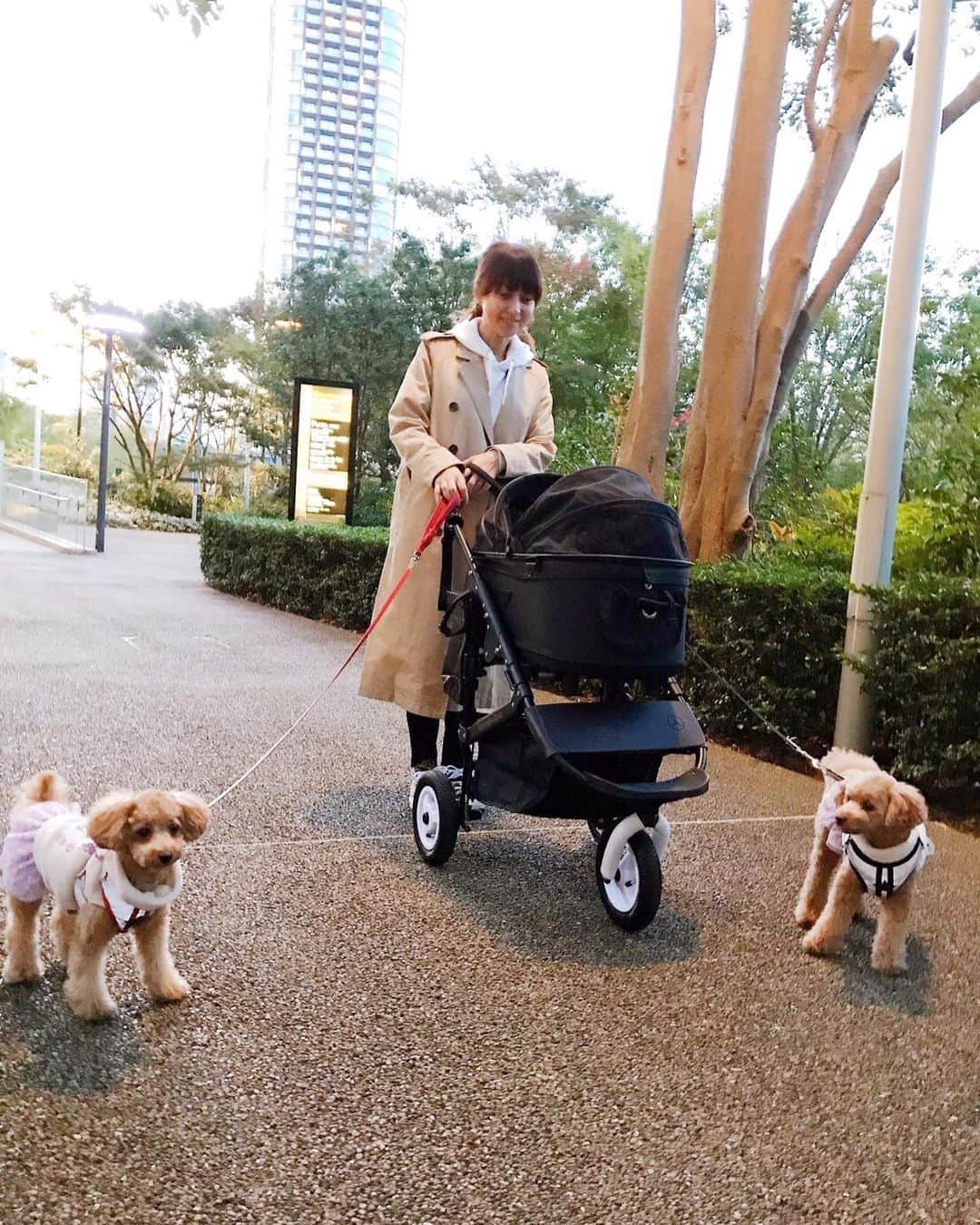 渡辺美奈代さんのインスタグラム写真 - (渡辺美奈代Instagram)「お散歩🐶 たくさんお友達に会えました❣️」11月10日 19時08分 - watanabe_minayo