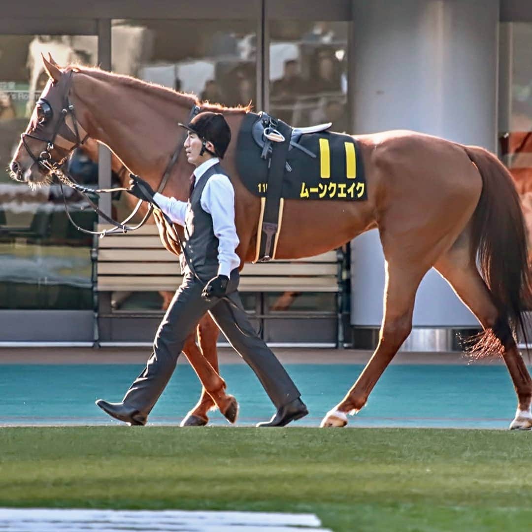 く～のインスタグラム：「久々競馬場投稿。  今日は、夫の一口出資馬がレースに出るので東京競馬場に行きました。  久々見るムーンクエイクは、初めてのブリンカー着用。お馴染みのパドックからカメラ目線頂きました。可愛いなぁ。  マイルからスプリントに変わってからなかなか勝ち星が付かない…けど、今日はちょっと復調になってきたかな。次に期待出来る走りかなと思います🏇 #競馬 #サラブレッド #ムーンクエイク #キャロットクラブ #東京競馬場 #horse #horseracing #tokyohorserace #tokyocameraclub」