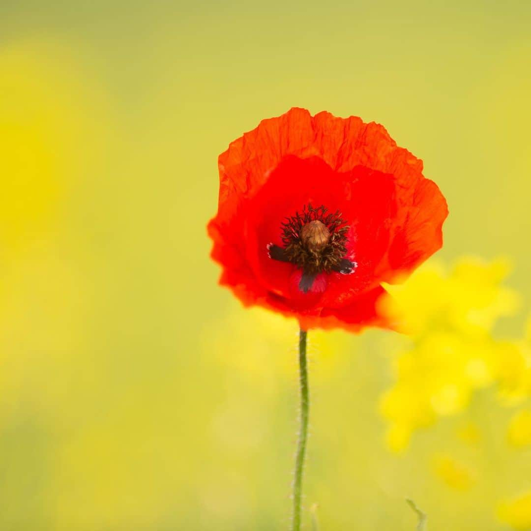 ヴィクトリアベッカムさんのインスタグラム写真 - (ヴィクトリアベッカムInstagram)「We shall never forget those who fought and remember the fallen. #LestWeForget #RemembranceSunday」11月10日 19時19分 - victoriabeckham